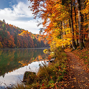 Schweigen(d) im Wald